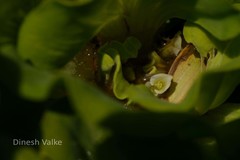 Pistia stratiotes